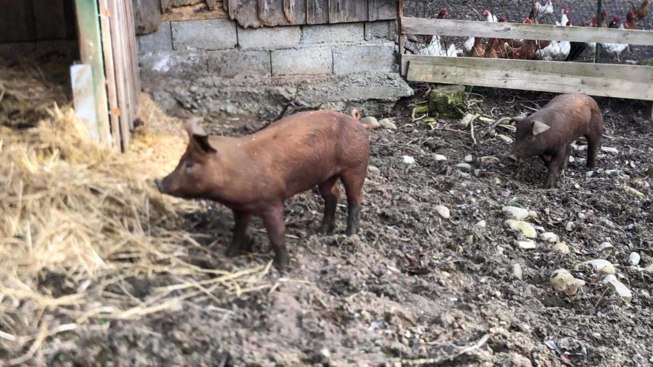 Ferienhof Weber Nieratz Wangen im Allgäu Zewnętrze zdjęcie